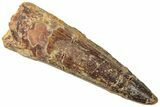 Fossil Spinosaurus Tooth - Real Dinosaur Tooth #312915-1